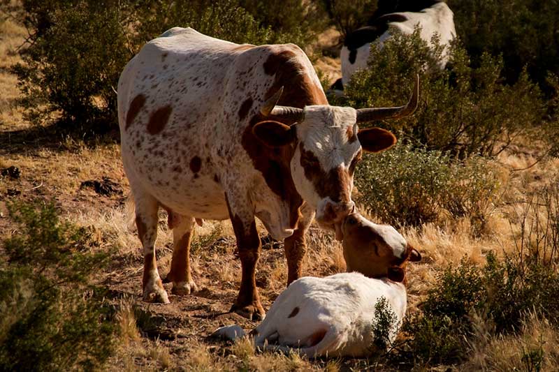 White Stallion Ranch