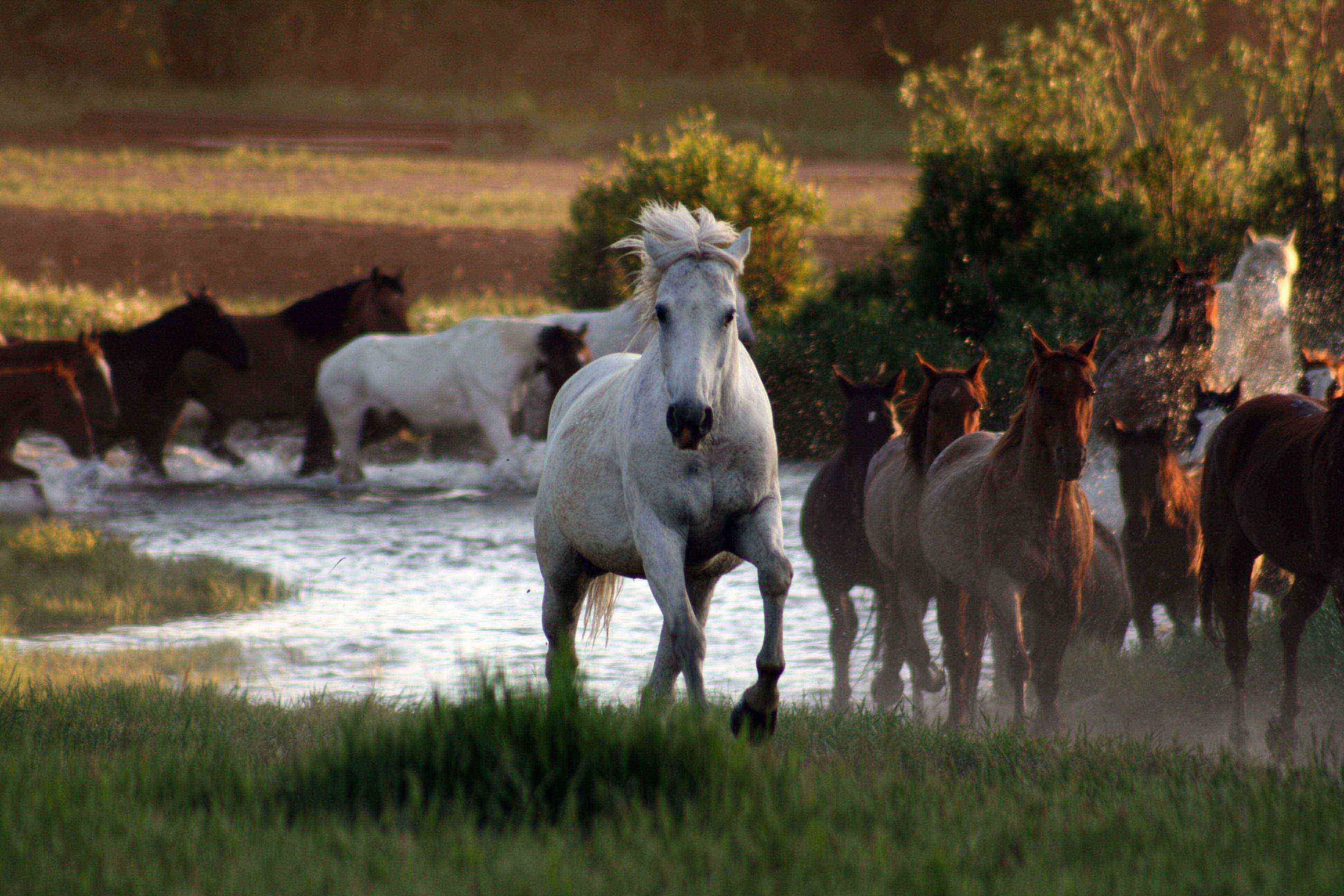 Paradise Ranch