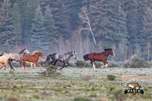 Rainblow Trout Ranch Colorado